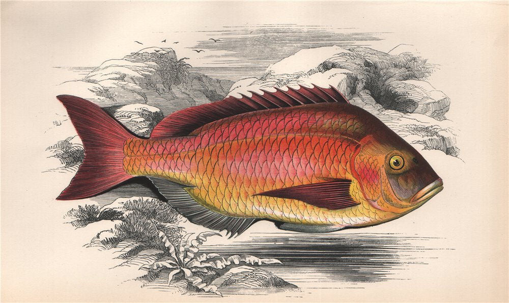 BECKER. Fish. COUCH 1862 old antique vintage print picture